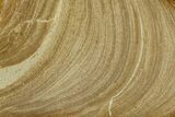 Polished Devonian Domal Stromatolite Slab - Russia #365088-1